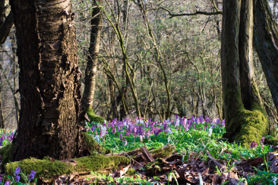 Frühblüherwald im Naturpark Münden. © Ralf König