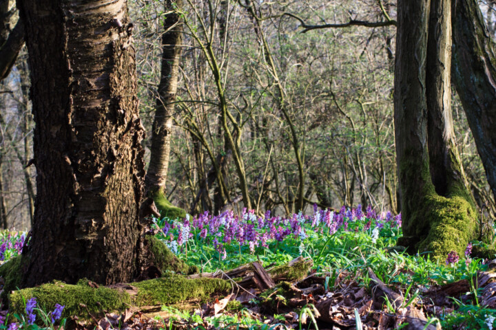 Frühblüherwald im Naturpark Münden. © Ralf König