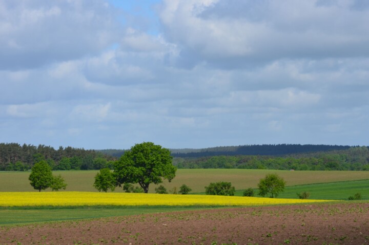 Die Elbhöhen-Landschaft bietet einen Blick in die Ferne. © Heiko Dybski