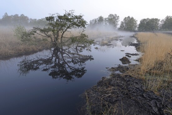 Nebelschleier über den Moortümpeln © Dr. Erhard Nerger